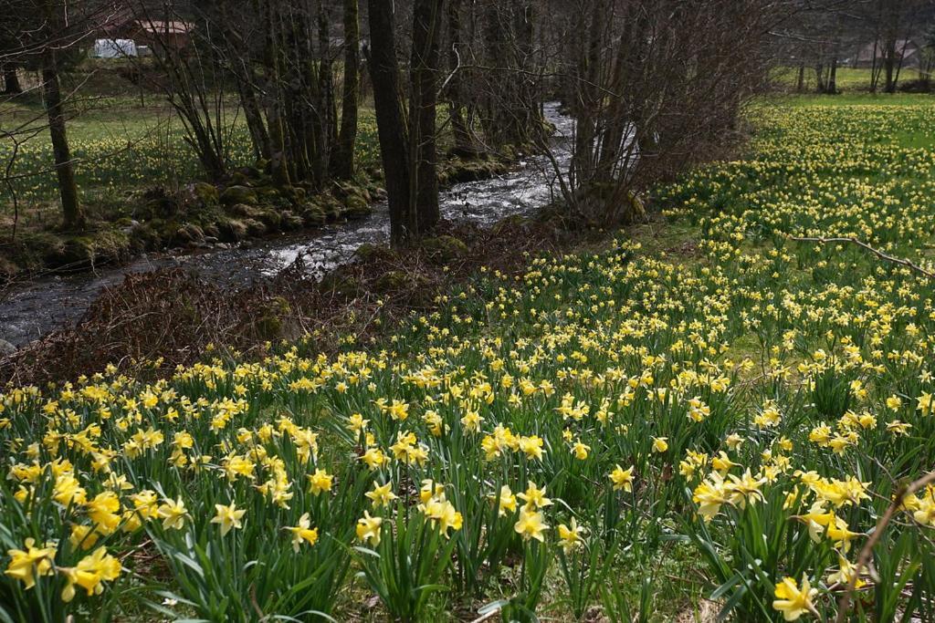 Meuble Pour 5 Pers - Hautes Vosges Thiefosse Bagian luar foto